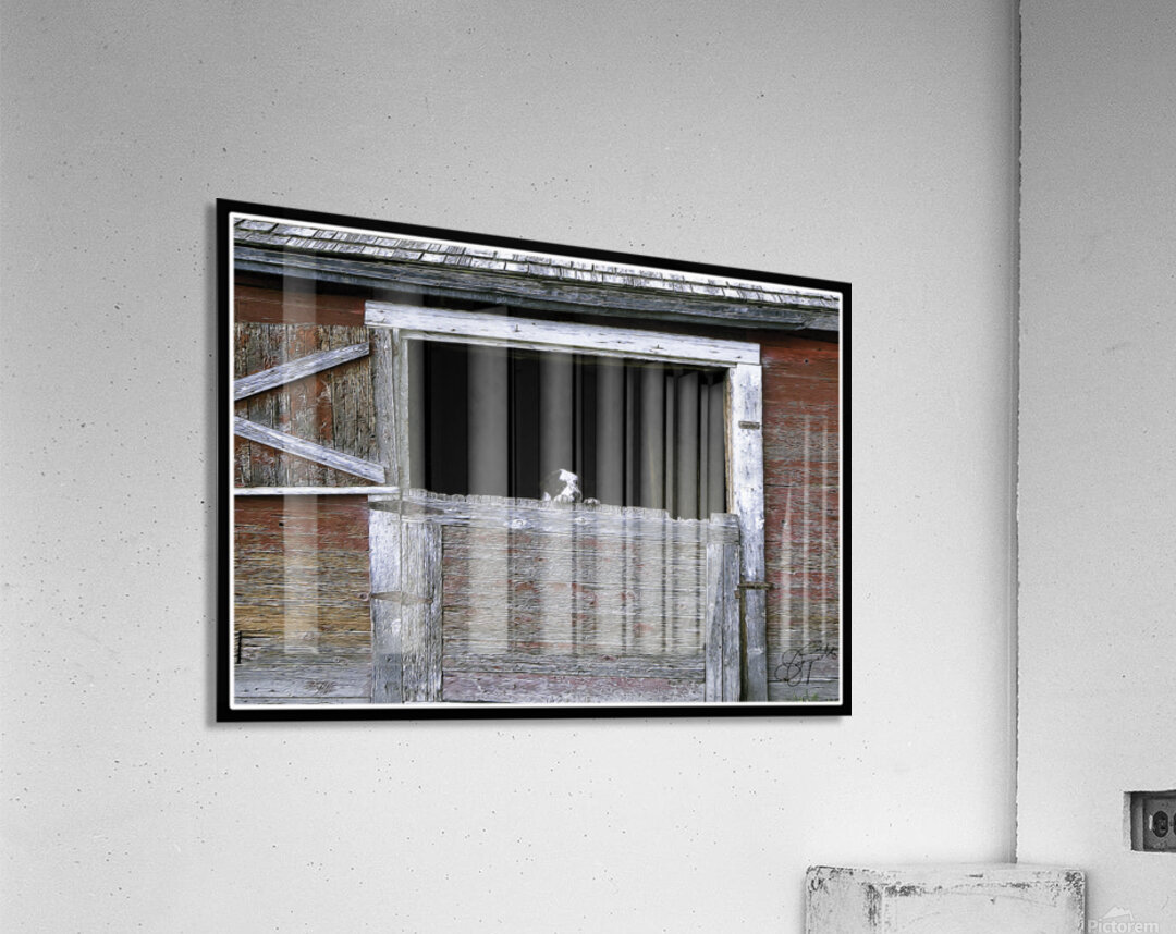 CAN I COME TOO PLEASE Acrylic Print