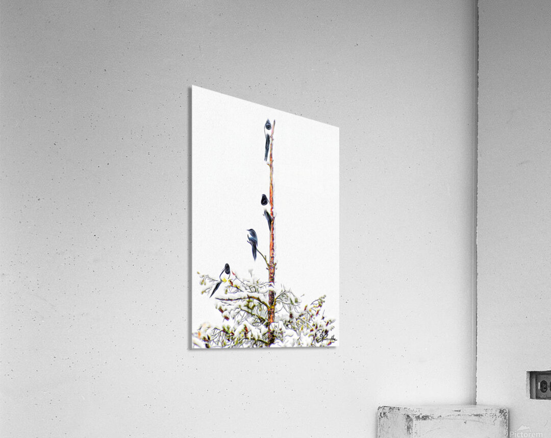 MAGPIE CONVENTION 2 IN MEETING Acrylic Print