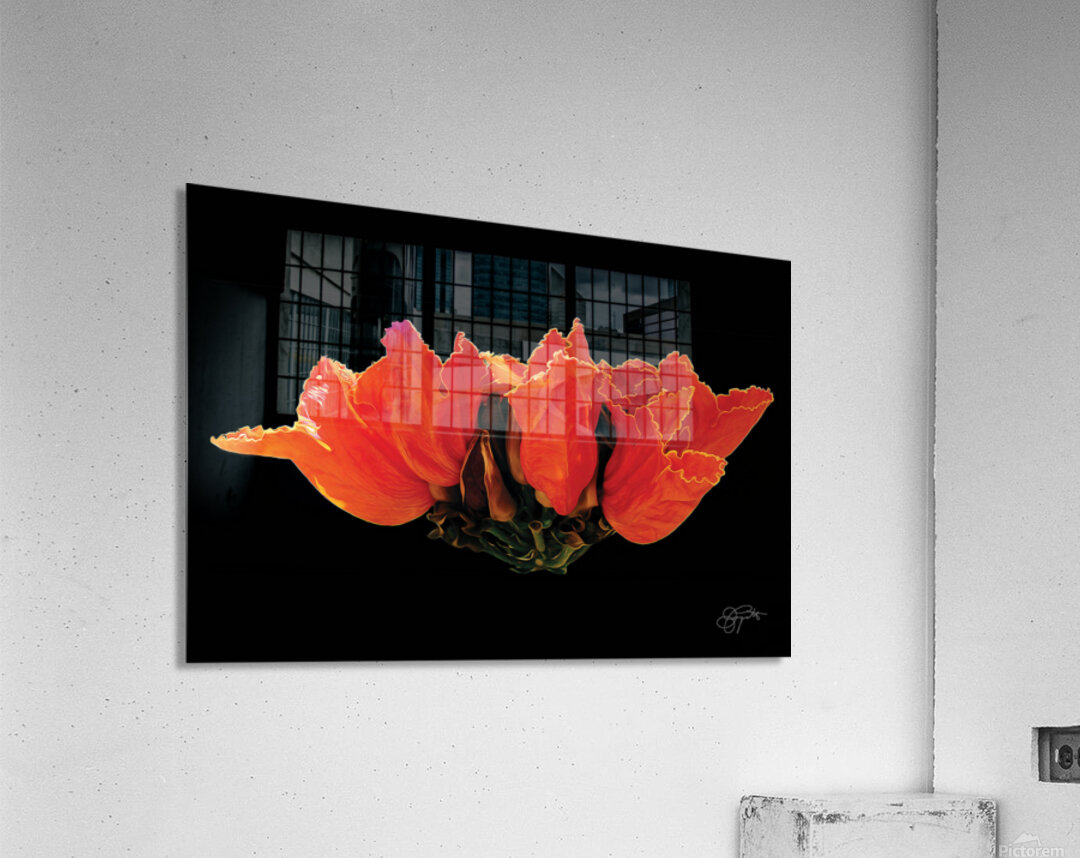 AFRICAN TULIPS 2 Acrylic Print