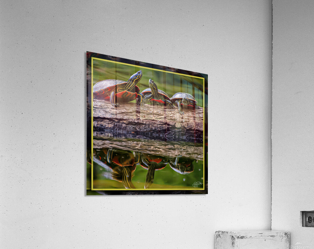 PAINTED TURTLES SUNNING Acrylic Print