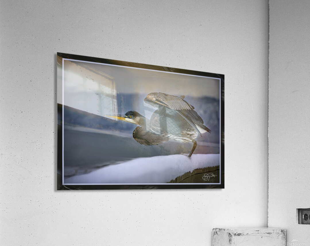 BLUE HERON LIFTOFF Acrylic Print