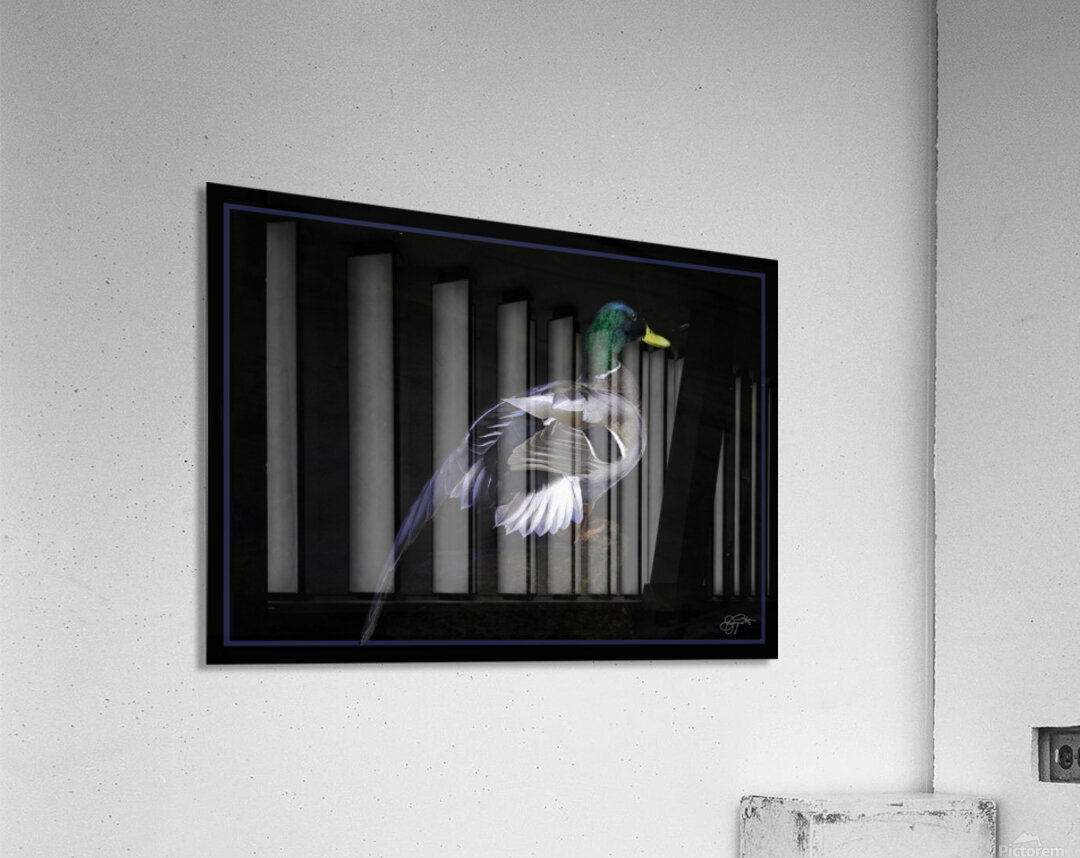 DRAKE MY FRIEND Acrylic Print