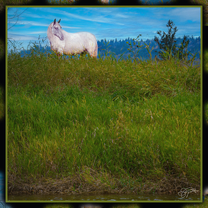 WHITE HOURSE ALONG THE SHUSWAP RIVER