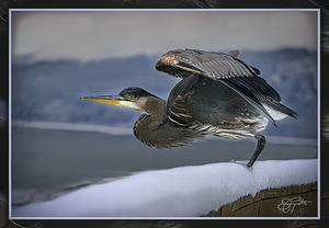 BLUE HERON LIFTOFF