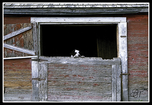 CAN I COME TOO PLEASE