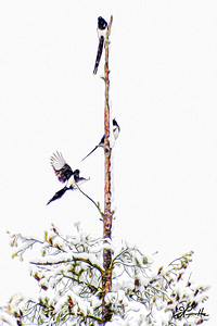 MAGPIE CONVENTION 1 ARRIVING