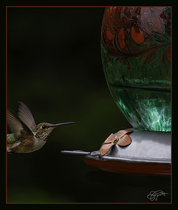 HUMMINGBIRD FLYING TO FEEDER