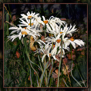 DAISIES DANCING YEAR S END RITUAL