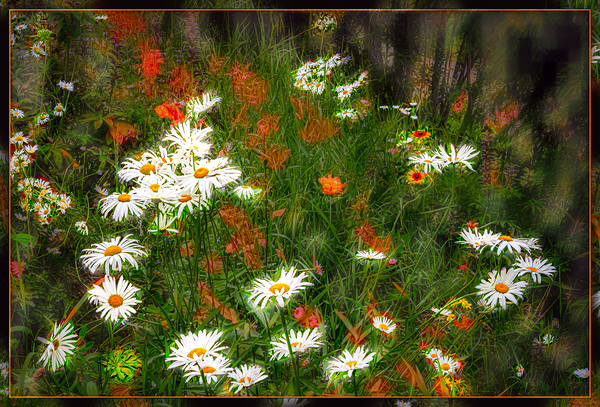 Daisy Sun Catchers by Jerre Paquette