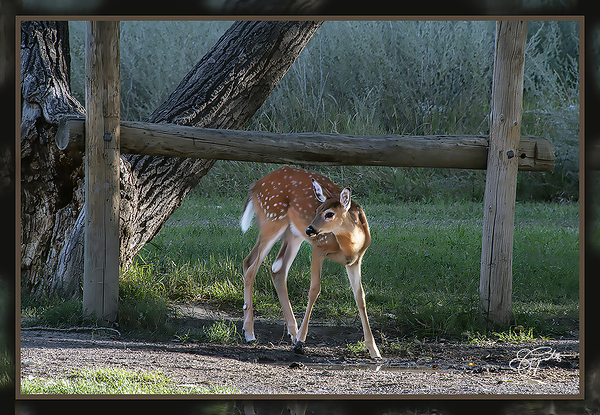 FAWN WHERE S MOM by Jerre Paquette