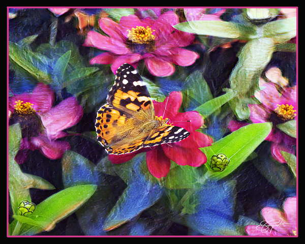 PAINTED LADY BUTTERFLY by Jerre Paquette
