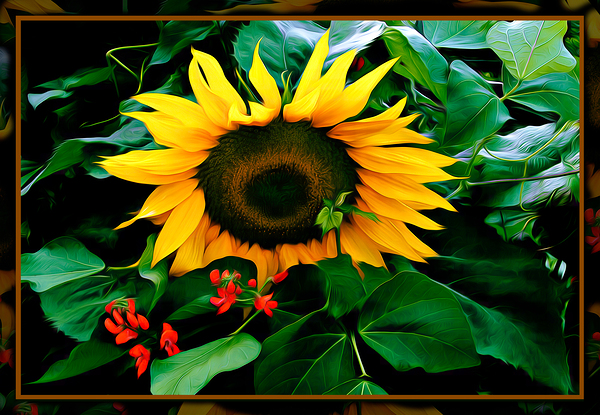 SUN FLOWER SCARLET RUNNERS by Jerre Paquette