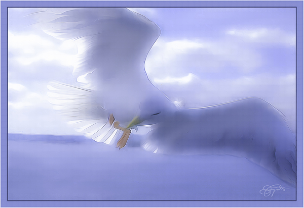 JONATHAN LIVINGSTON SEAGULL by Jerre Paquette