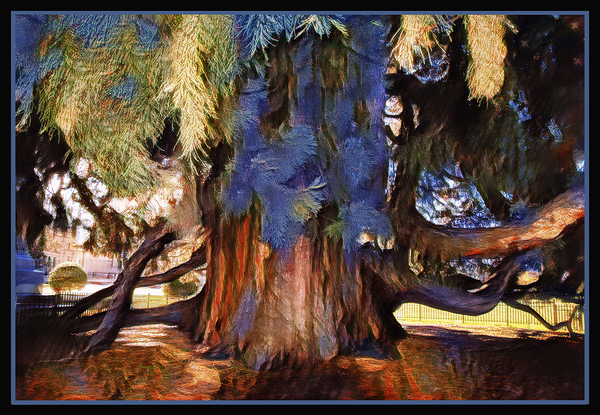 SEQUOIA TREE VICTORIA B.C by Jerre Paquette