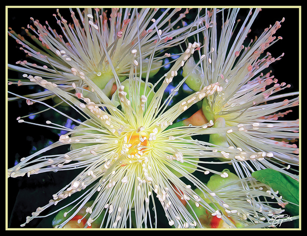 GUAVA BLOSSOMS by Jerre Paquette