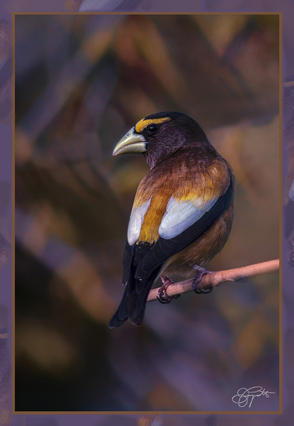 EVENING GROSBEAK PONDERING by Jerre Paquette