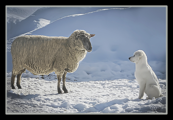 BILATERAL HERDING by Jerre Paquette