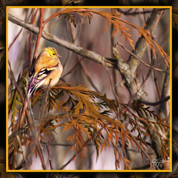 GOLD FINCH CONTEMPLATION Print