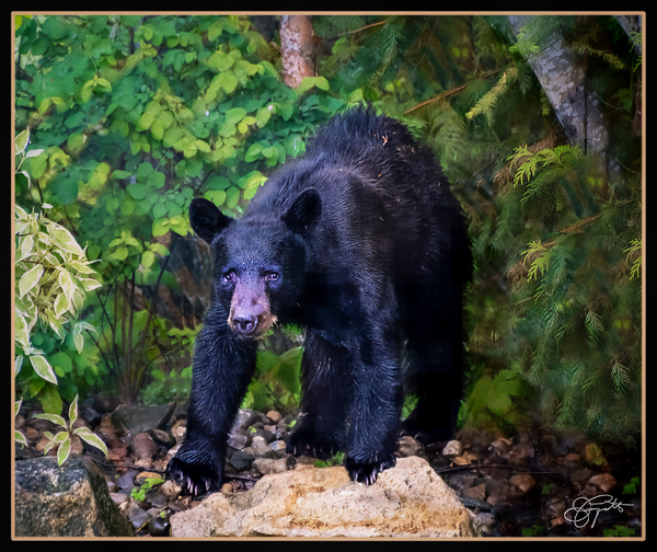 WINTER SLEEP ALL OVER by Jerre Paquette