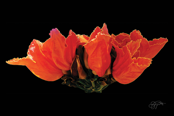 AFRICAN TULIPS 2 by Jerre Paquette