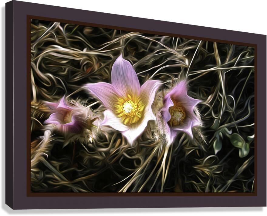 Riverside Crocuses Canvas Print