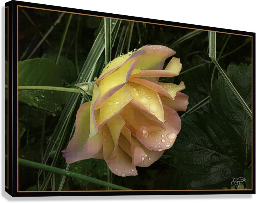 ORANGE YELLOW ROSE Canvas Print