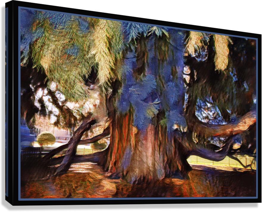 SEQUOIA TREE VICTORIA B.C Canvas Print