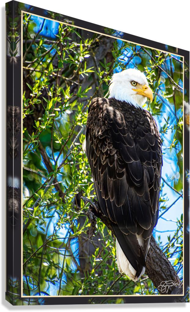 BALD EAGLE EYEING THE KAYAK Canvas Print