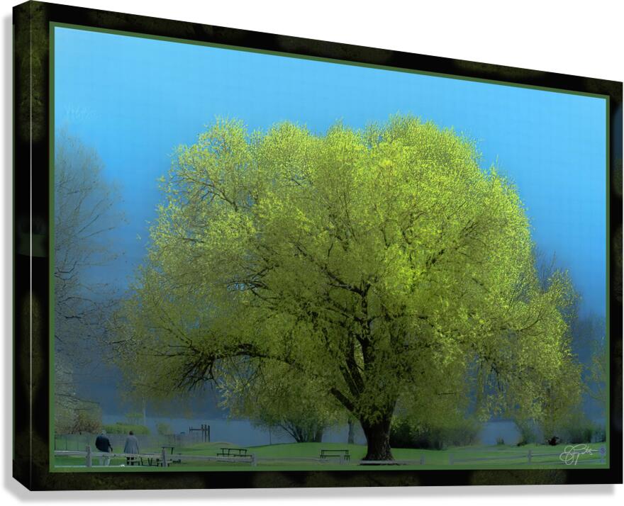 Cottonwood Poplar Canvas Print