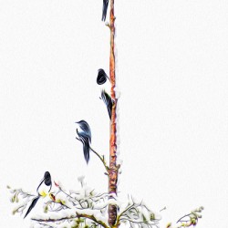 MAGPIE CONVENTION 2 IN MEETING