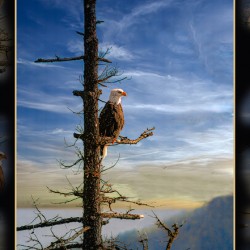 BALD EAGLE ON COPPER ISLAND