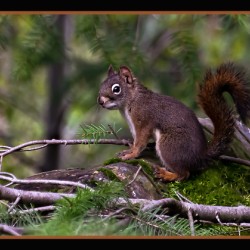 RED SQUIRREL POSING