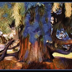 SEQUOIA TREE VICTORIA B.C