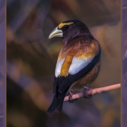 EVENING GROSBEAK PONDERING