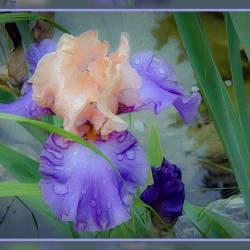 LIGHT PURPLE ORANGE IRIS