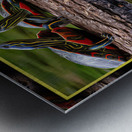 PAINTED TURTLES SUNNING Metal print