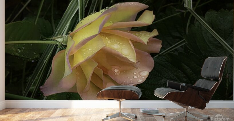 ORANGE YELLOW ROSE Wall Murals