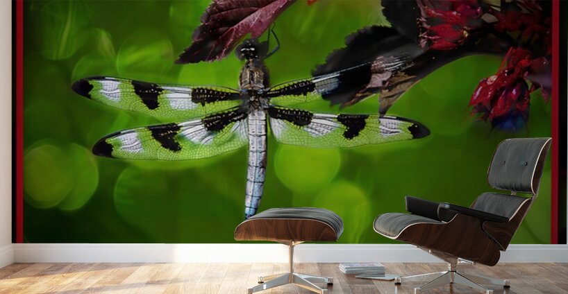 BLACK WHITE DRAGONFLY Wall Murals