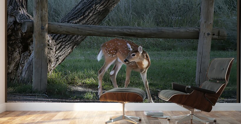 FAWN WHERE S MOM Wall Murals