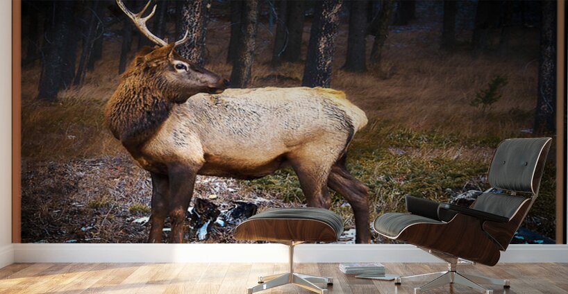 ELK WARY Wall Murals