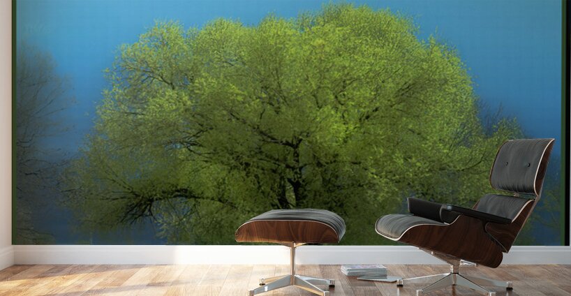 Cottonwood Poplar Wall Murals