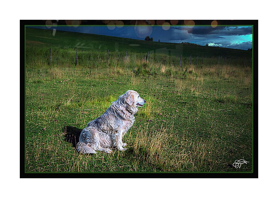 ELDER SHEEP DOG Picture Frame print