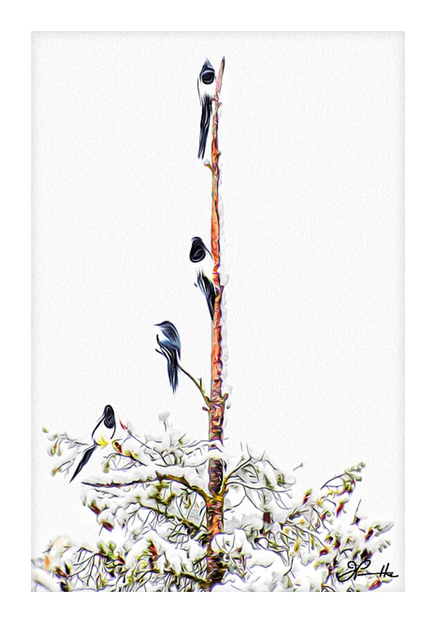 MAGPIE CONVENTION 2 IN MEETING Picture Frame print