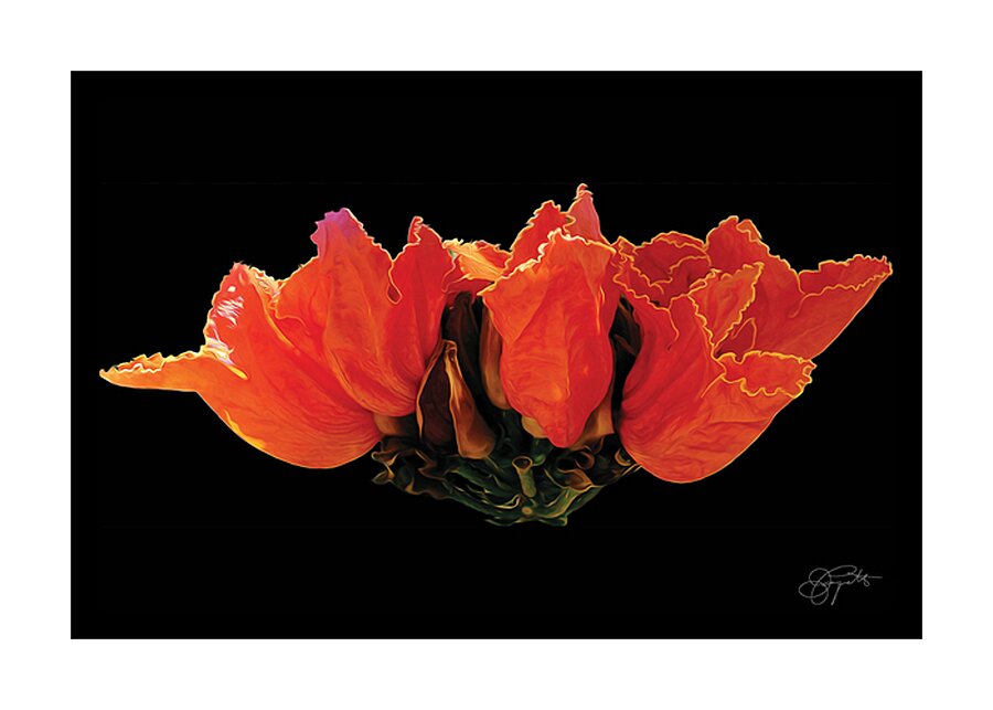 AFRICAN TULIPS 2 Picture Frame print