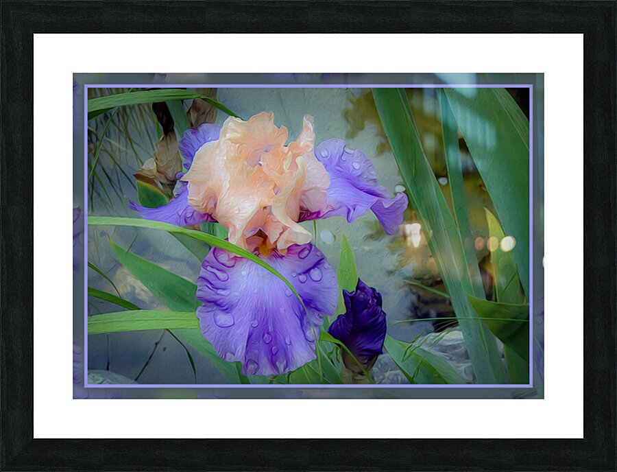 LIGHT PURPLE ORANGE IRIS Picture Frame print