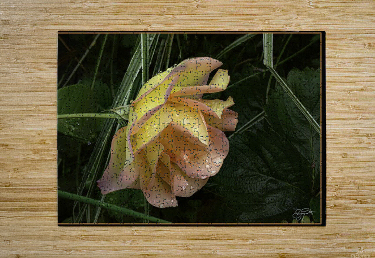 ORANGE YELLOW ROSE Jerre Paquette Puzzle printing