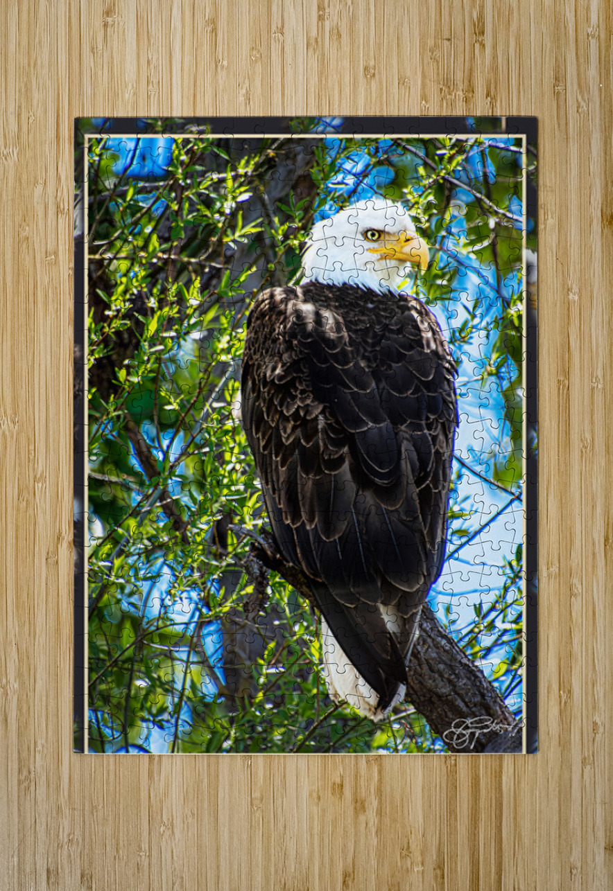 BALD EAGLE EYEING THE KAYAK Jerre Paquette Puzzle printing