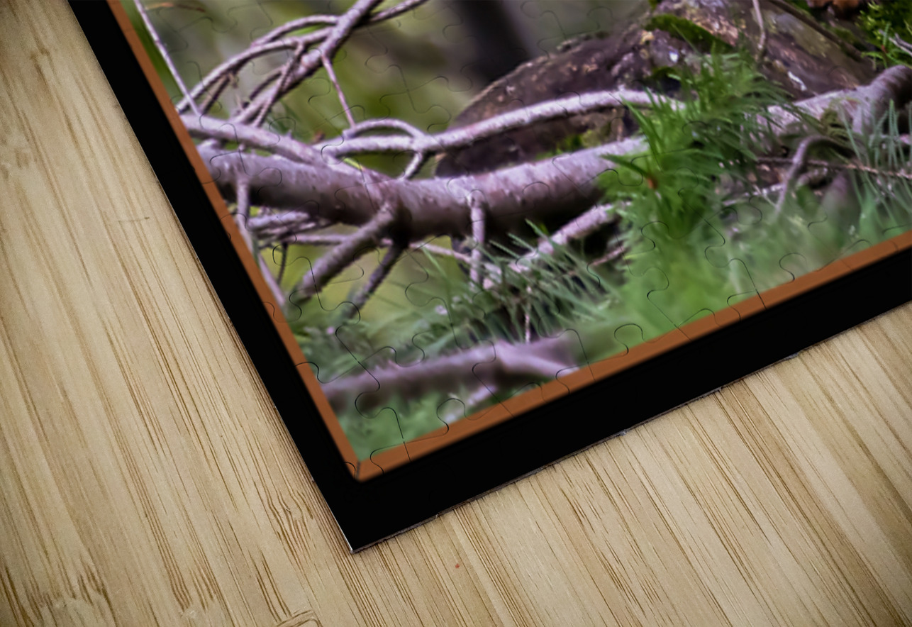 RED SQUIRREL POSING Jerre Paquette Puzzle