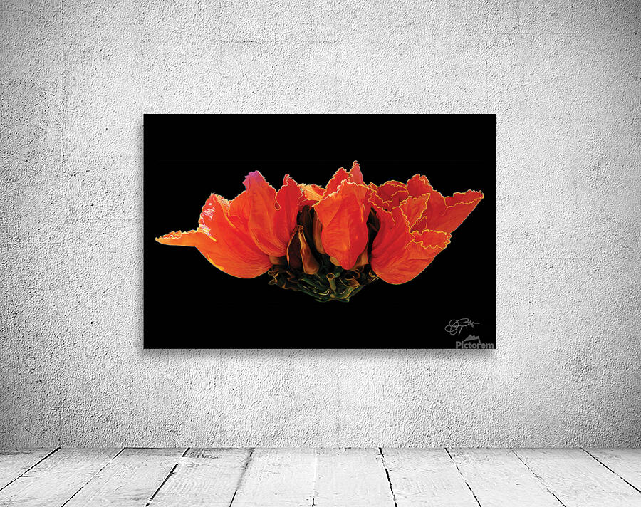 AFRICAN TULIPS 2 Wall Preview