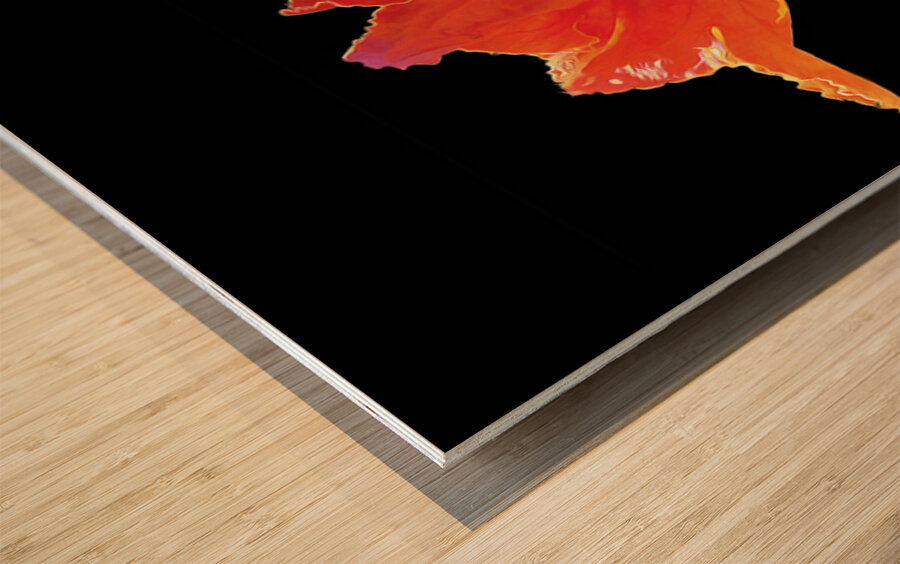 AFRICAN TULIPS 2 Wood print